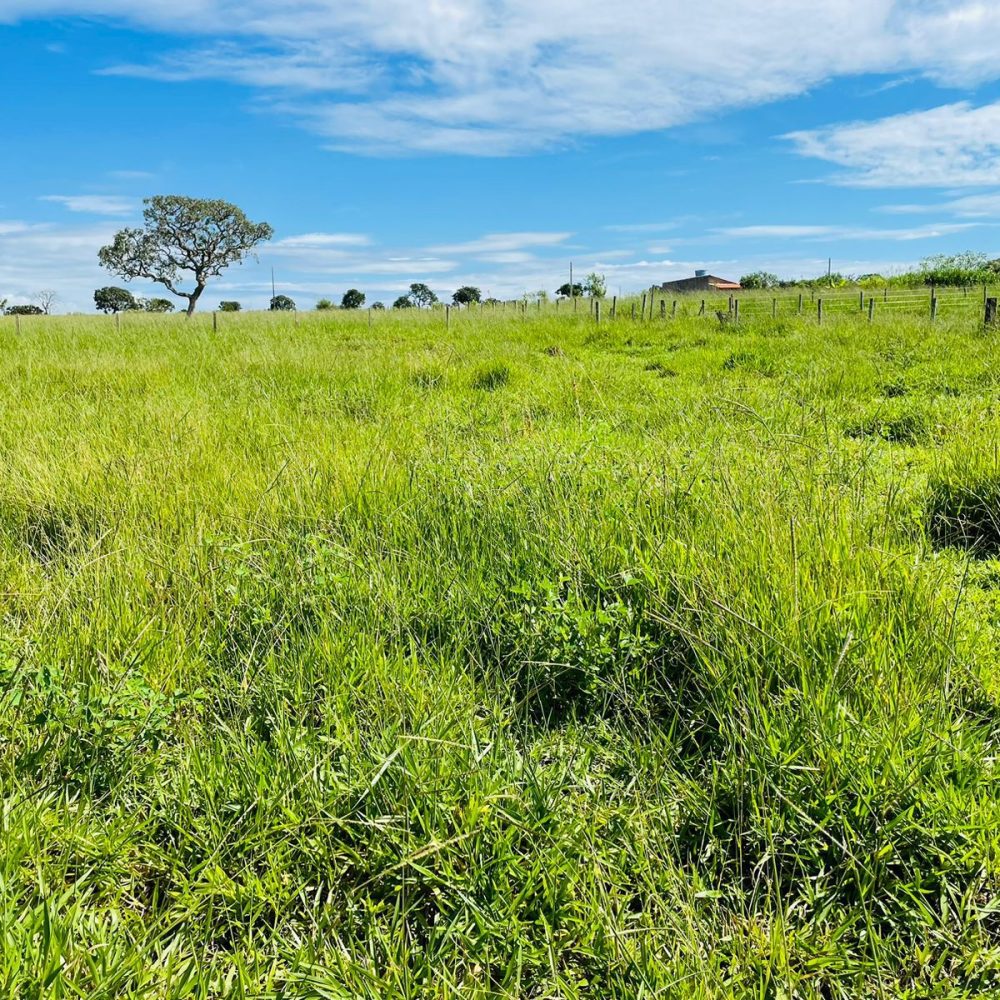 CHACARA-EM-ARAGOIANIA-COM-AREA-DE-10-3