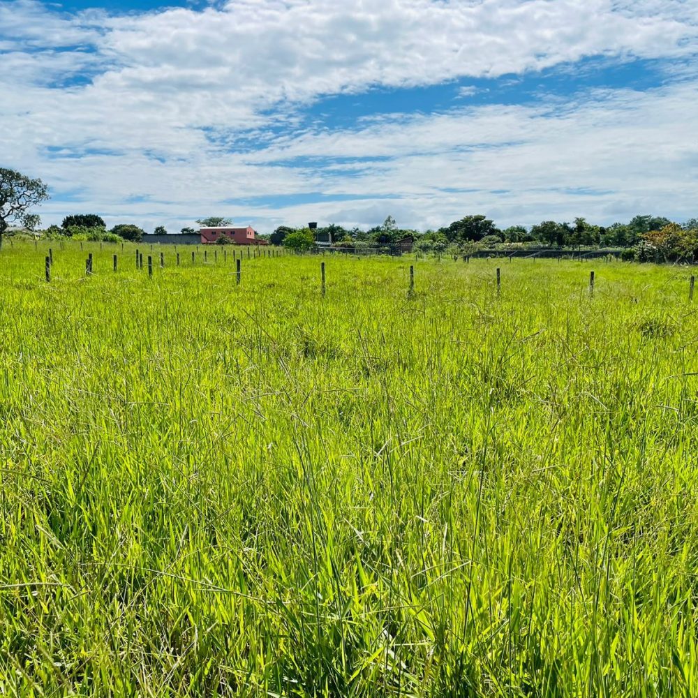 CHACARA-EM-ARAGOIANIA-COM-AREA-DE-10-4